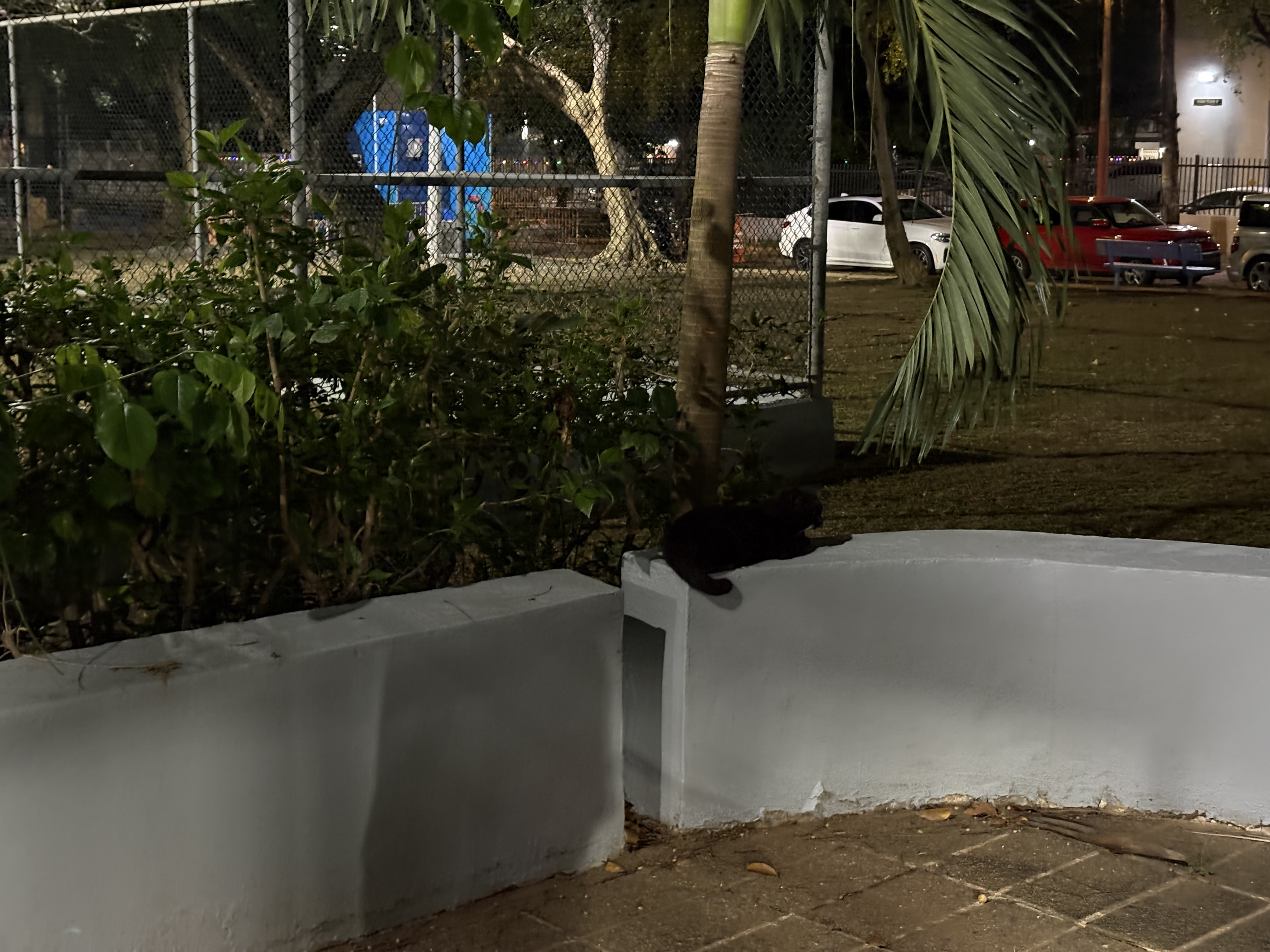 Crumpy black tomcat sat on a knee-high wall looking away from the camera.