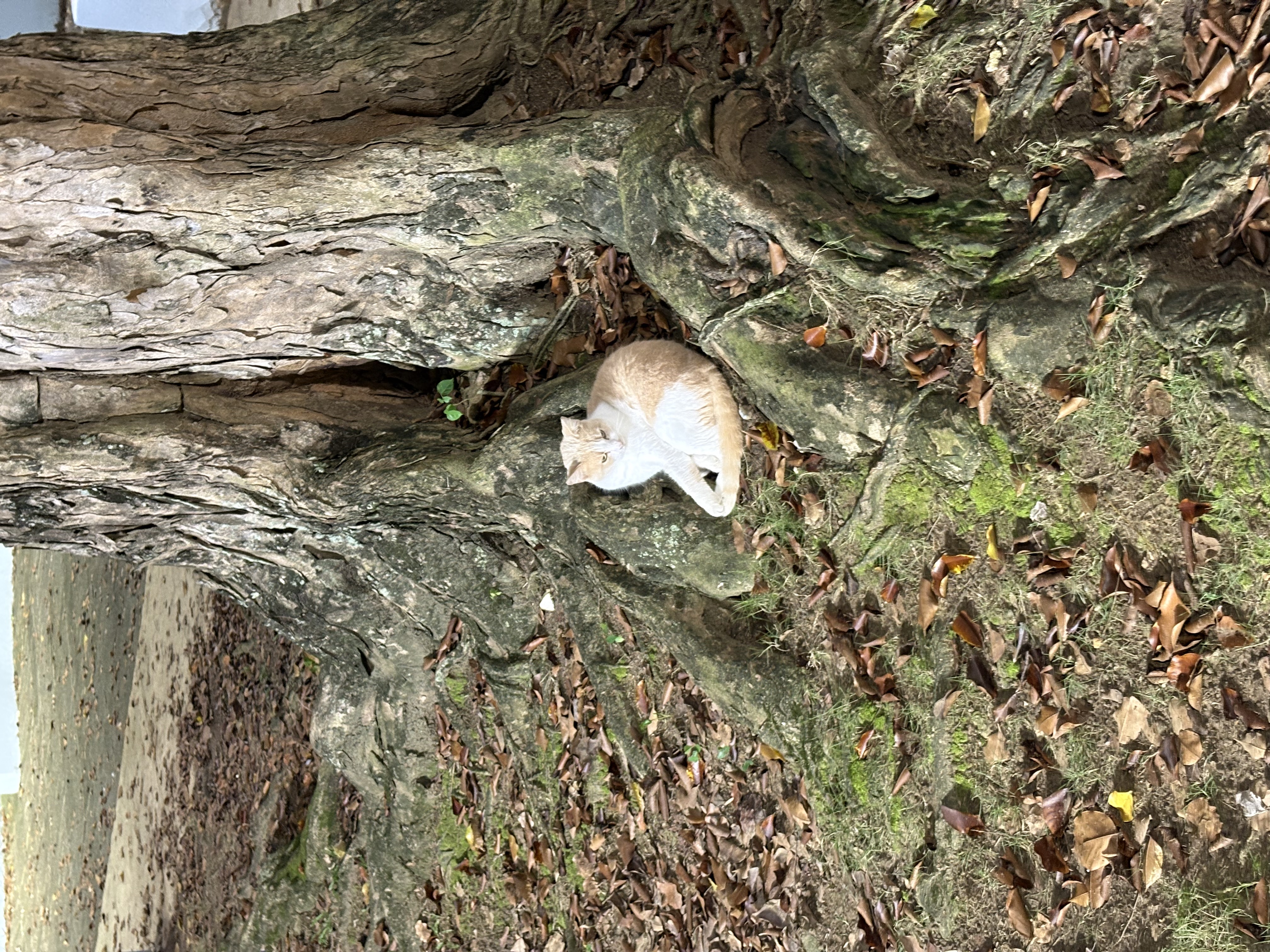 An orange-white cat sitting pretty among some tree roots