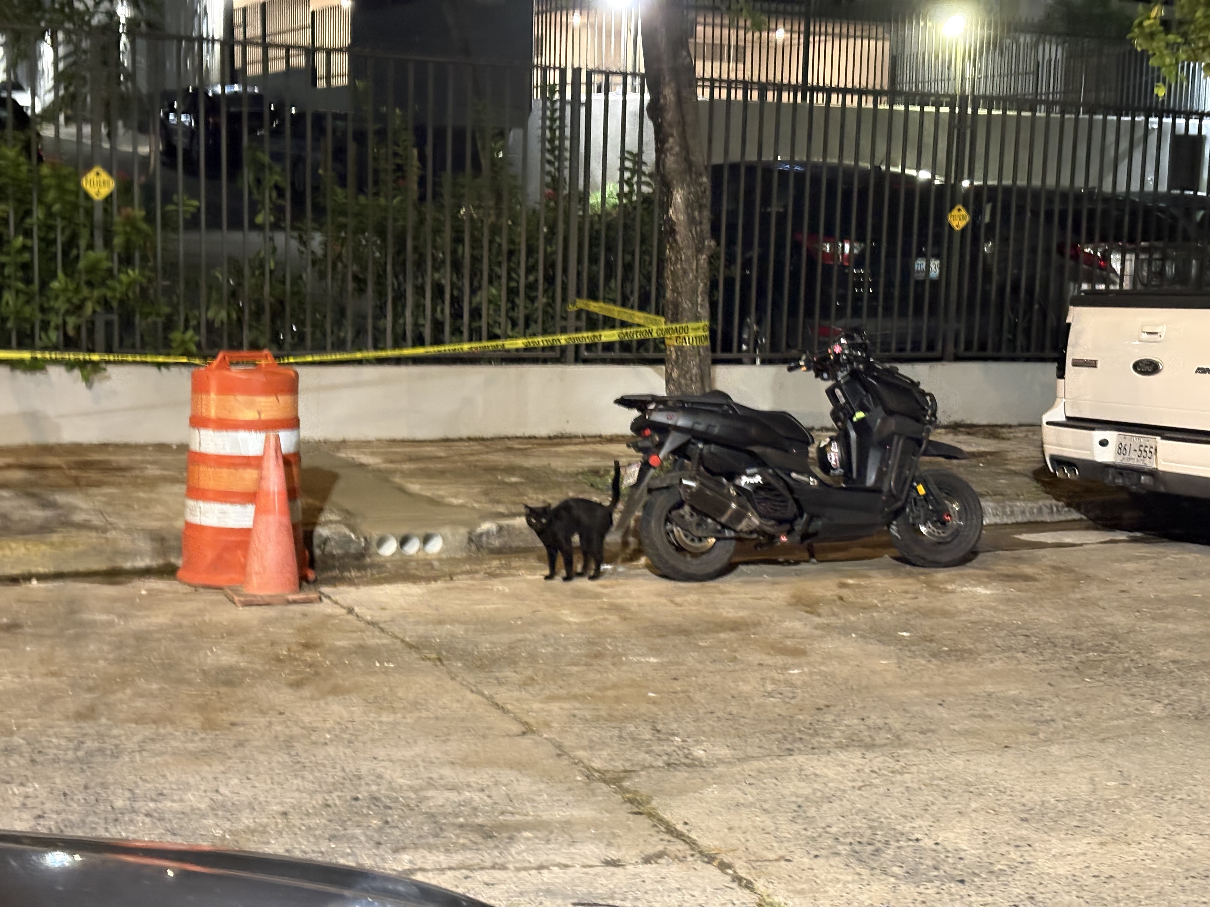 Black adolescent kitten looking spooked, with its hair puffing out, an arched back and upturned tail, pictured from across the street, staring straight at the camera.