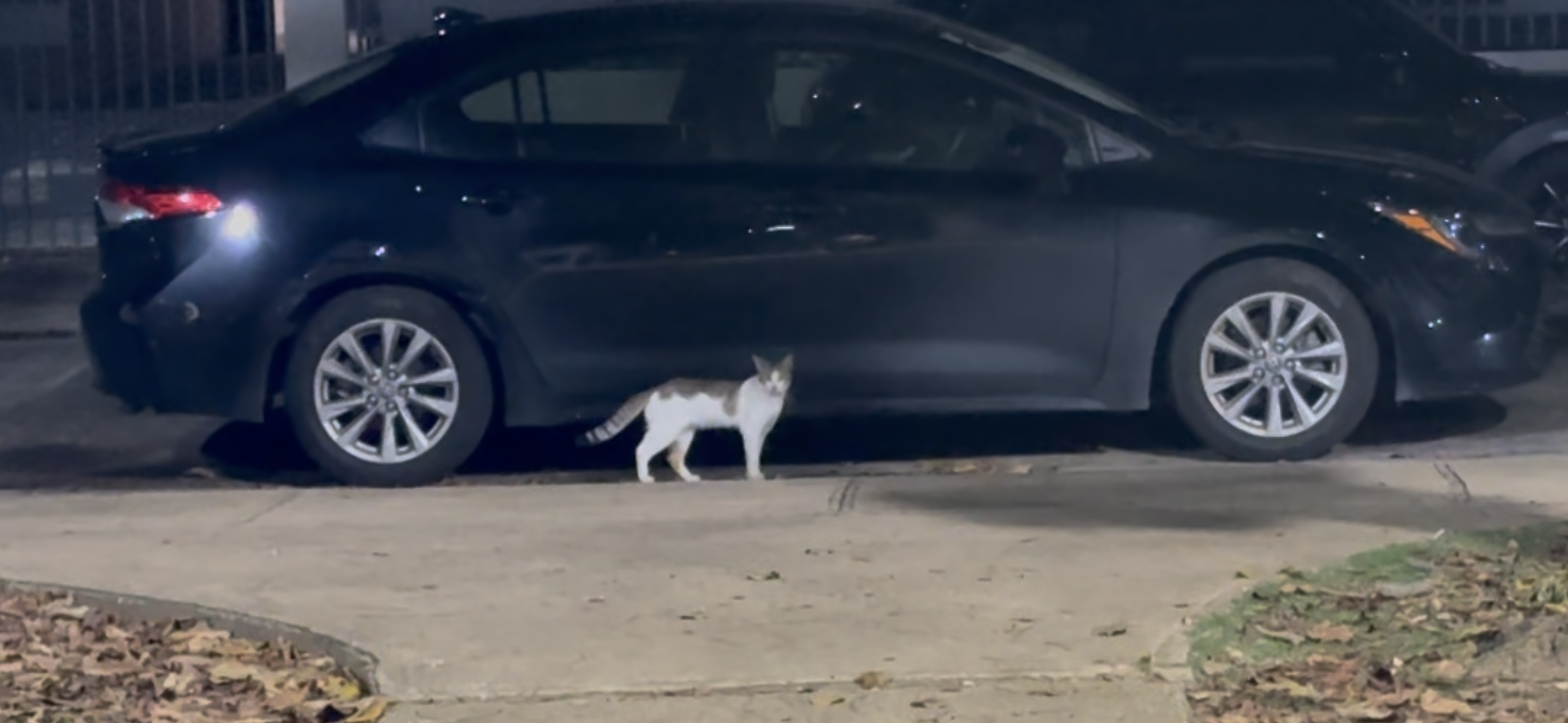 A gray and white tabby cat with a long face.