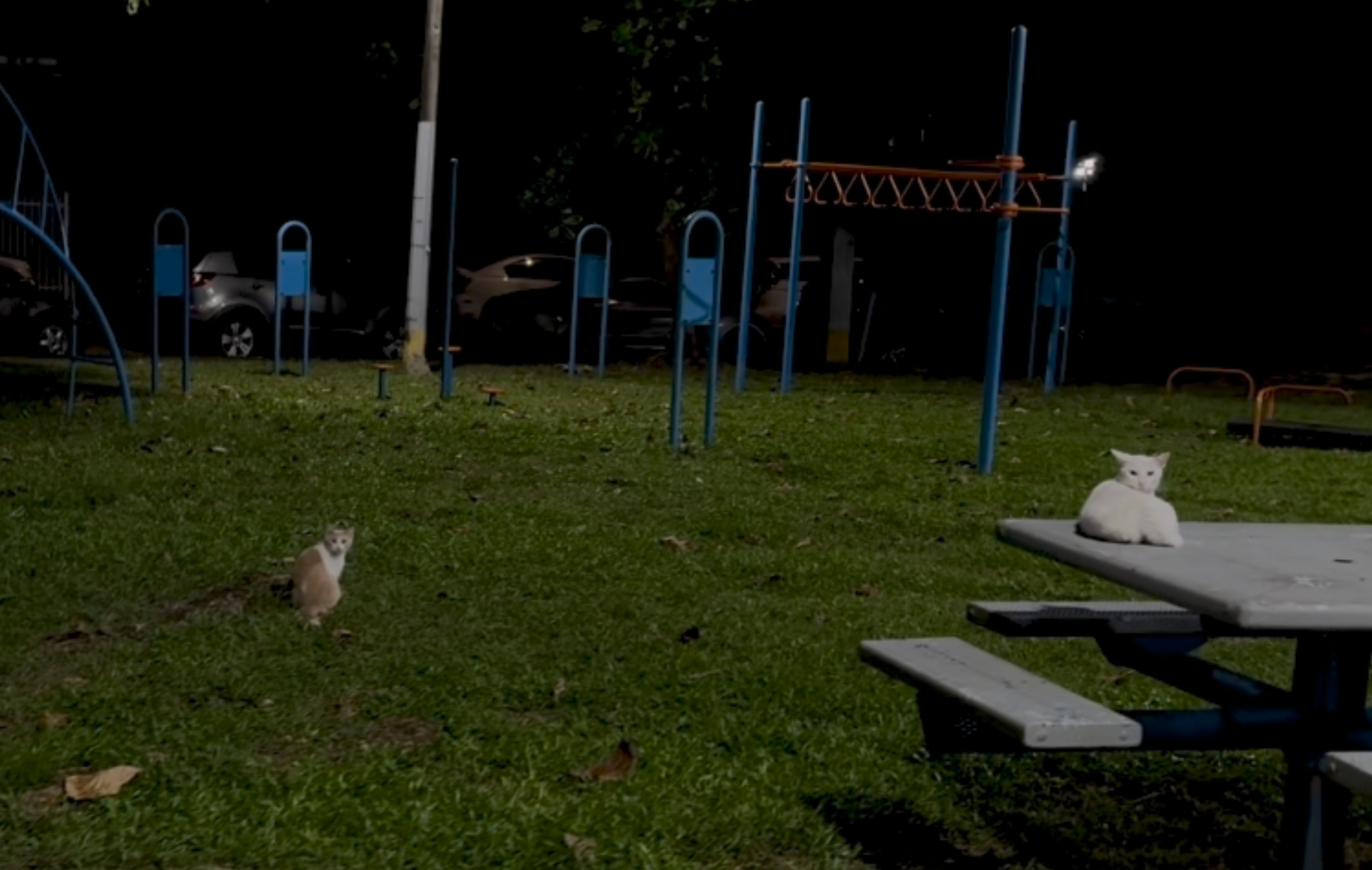 Two cats in the park. The one to the left is white and orange, sitting on the ground. The one on the right, a white long-hair, is sitting on a blue table with ears laid back.