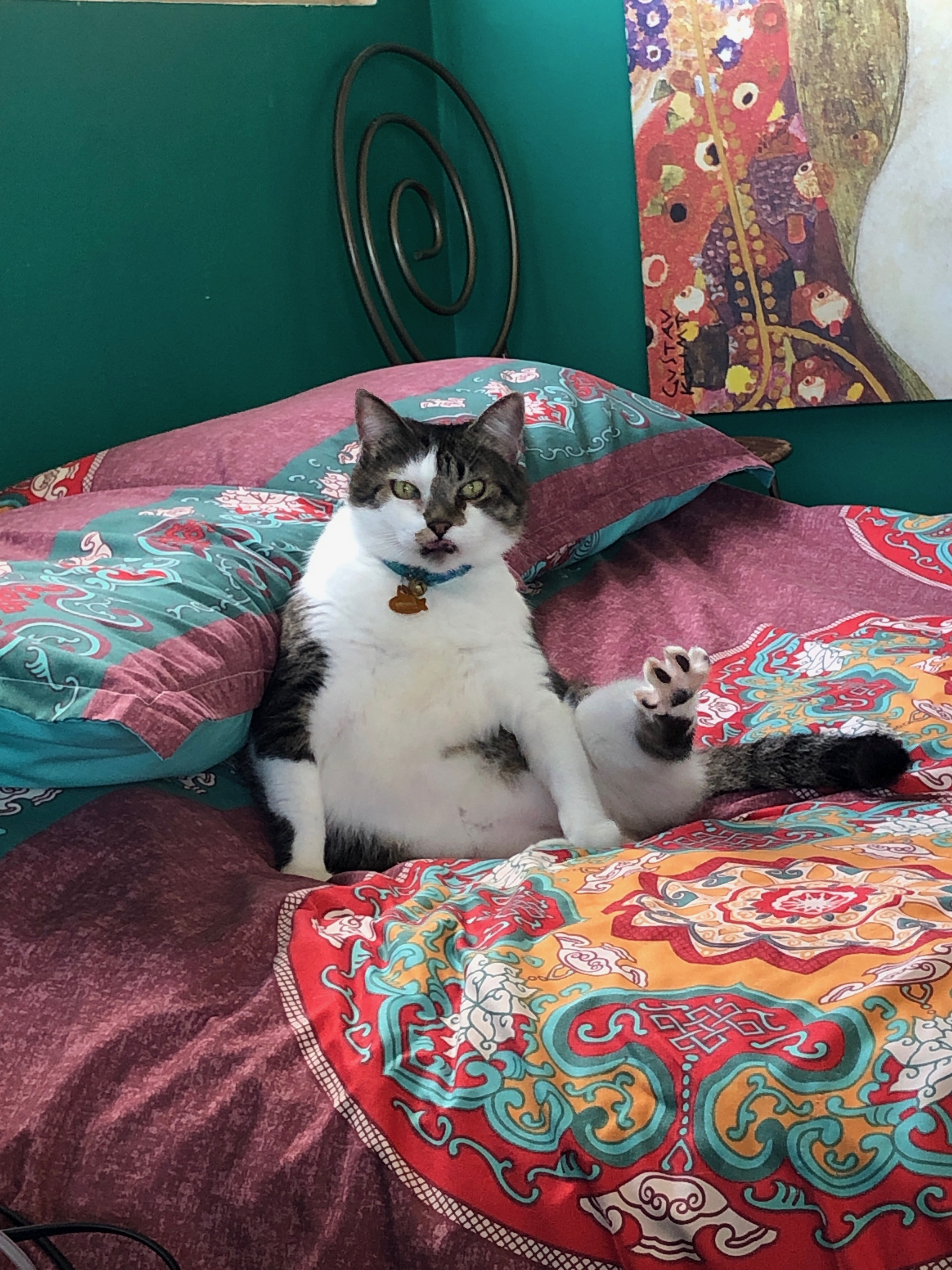 A white-gray american-shorthair tabby with hindleg raised to groom herself looks at the camera, toes outstretched.